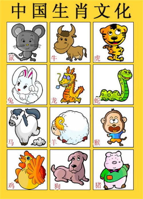 十二生肖合双合单号码中，单代表哪个生肖？