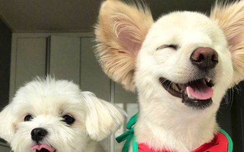 狗狗取名有哪些风水禁忌，如何取名字才能旺财？