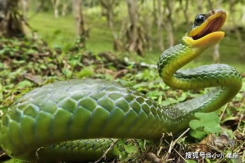 2026年属蛇的人下半年感情和全年婚姻运势如何？