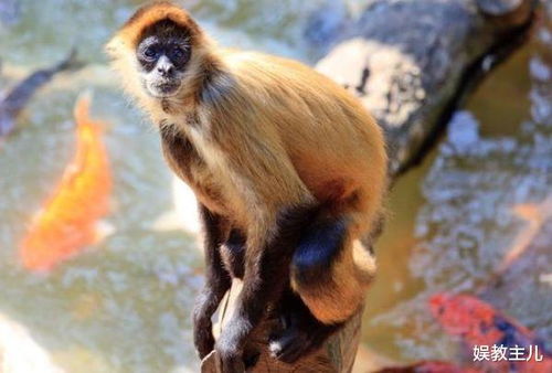 那些让人笑掉大牙的