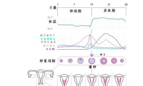 第三章 行为节律与受孕时机的动态优化