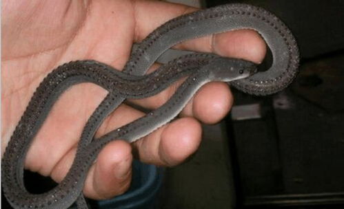 一、  香蛇的生理状况特性及其无毒性的生物学论证
