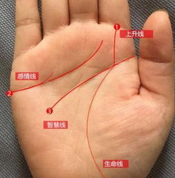 分叉的感情线及其含义