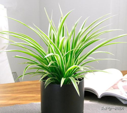 四、  水肥管理与温控机制的精细化运作