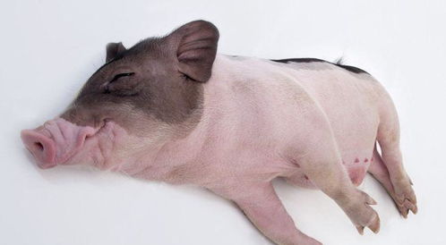 财运大爆发：猪猪人变土豪