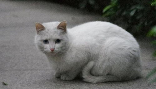 白猫在风水上具体有哪些吉祥寓意和注意事项？