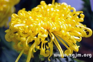 菊花梦的N种诡异打开方式