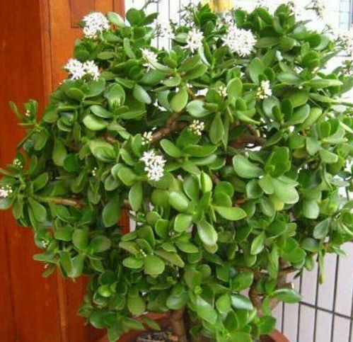 梗换家中花卉会对风水产生哪些影响呢？