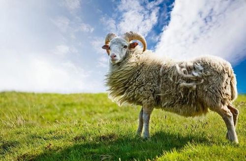 2026年属羊人的财富运势和横财机遇具体表现是什么？