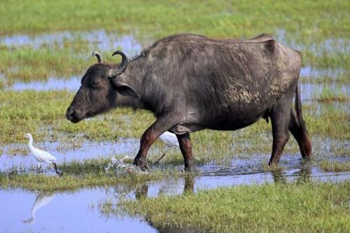 2026年属牛的人运势如何，为何有人称其为大灾之年？