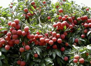 三、 南山荔枝——甜到心里去的红宝石