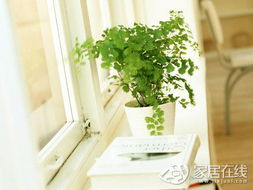 驱蚊清香木的生物学生态学特性及其风水学意涵的综合考察