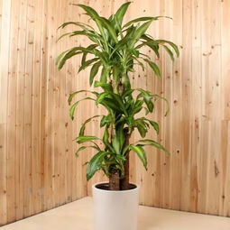 家里摆放巴西木进门，如何改善家居风水？