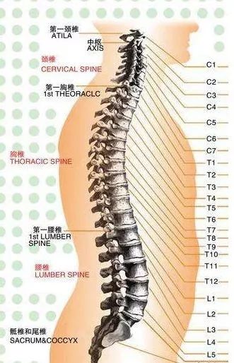 四柱时令与脏腑对应关系