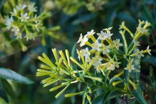 - 含羞草（Mimosa pudica）: