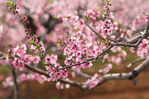 二、  八字正缘桃花查询的理论内涵与实践指导