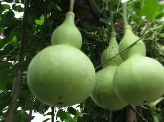 葫芦风水大乱斗