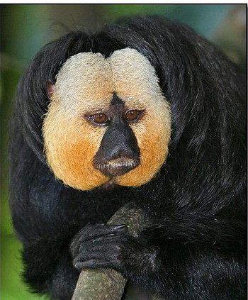 1. 动物世界的权力结构与恐惧投射