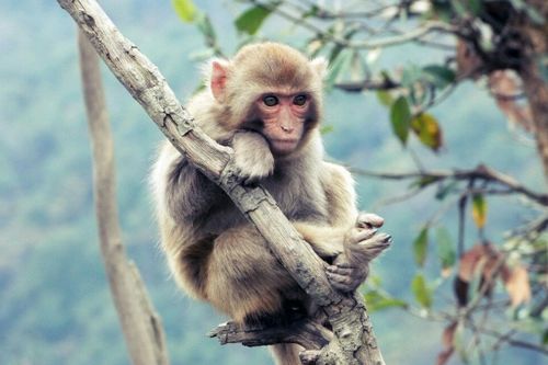 属猴人农历四月搬家吉日，哪个月份搬家对属猴人来说最为吉利？