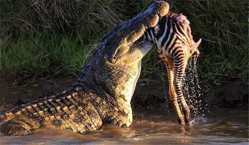 养鳄鱼对风水有影响吗？这究竟好不好？