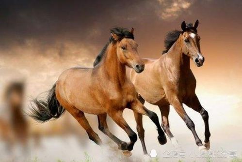 属马人2026年有哪些重大忌讳或忌讳事项需要注意？