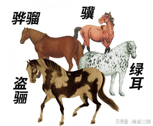 马：活力与自由的具象表达