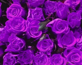 粉色玫瑰的花语和寓意究竟代表着什么美好情感？