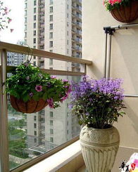 一、 植物选择在传统风水学中的核心地位