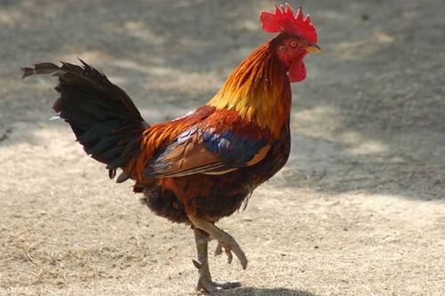 木猪与金鸡风水吉凶区别何在？白公鸡风水寓意是什么？