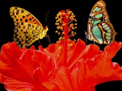 步步高升打一生肖，究竟对应哪个生肖呢？