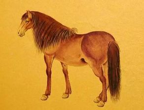 2026年属兔和属马婚姻运势如何？这对生肖组合在2026年会面临哪些挑战和机遇？