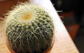 办公室仙人球应该摆放在哪个位置才能带来好运？