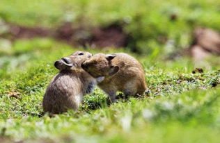 属兔者的禀赋与特质