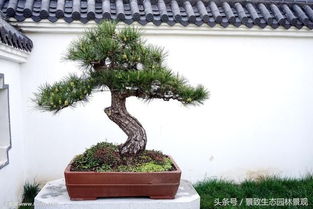 山石稳重、 水体流动对气场调和的协同作用