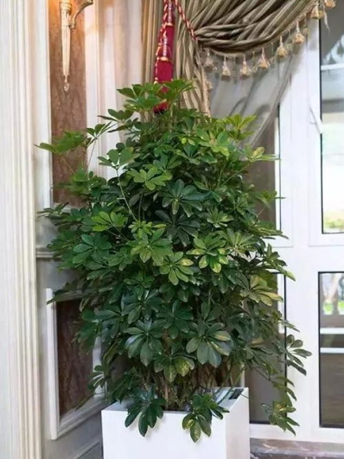 幸福树：绿色生活的温馨点缀