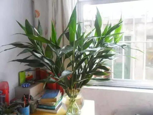 绿植养殖作为潜在吉祥因素