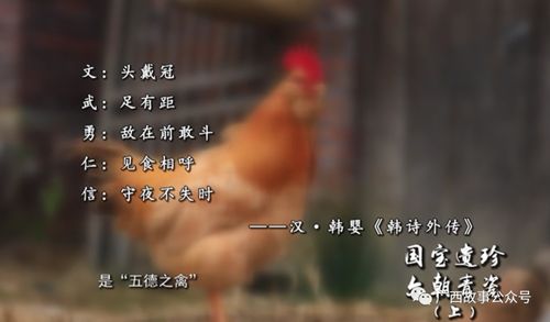 一、 网络昵称“高傲冷血”类型的流行成因