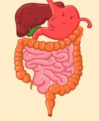 脾属土：厚重稳固的承载