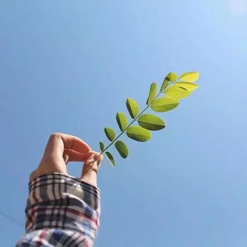 3.1 诗词化用：意境营造与情感共鸣