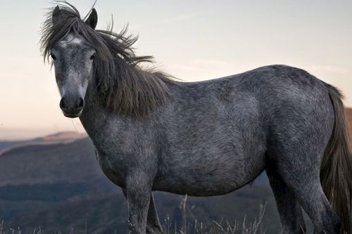 马和狗：忠诚无敌组合