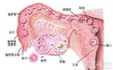 卵巢增较大的神秘面纱