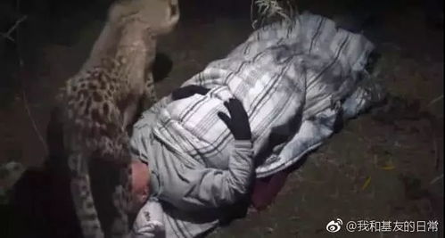 猴子行为之更多元解读框架