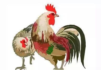 2005年水瓶座属鸡的人2026年运势如何？