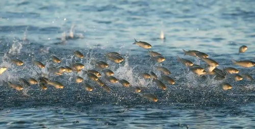 梦见鱼儿在水中畅游，这究竟预示着什么吉祥的征兆呢？