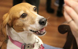 2026年对1982年出生属狗的人来说是否真的必有一难，他们晚年运势会好吗？