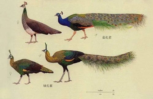 寒蝉凄切打一生肖，是哪个生肖尾巴特长？