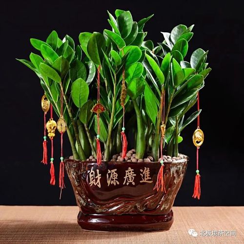 绪论：生肖鼠财运特质与植物旺运机制的理论框架