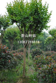 二、 除富有市场价格较高外的其他基本分类及其社会周边环境意义