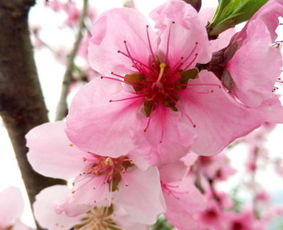 大运好八字好，我的八字桃花大运流年如何改？