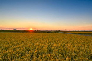 晒谷子梦：一场灵魂的暴晒现场